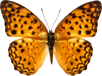 Orange butterfly PNG image, butterflies free download