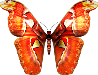 Mariposa PNG