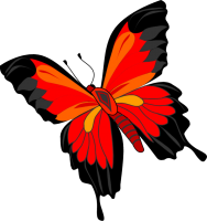 Бабочка PNG фото