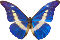 Blue butterfly PNG image