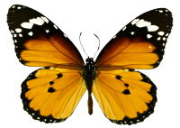 Бабочка PNG