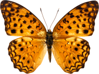 Orange butterfly PNG