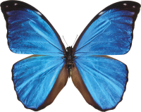 Butterfly blue PNG
