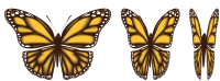 Butterflies PNG