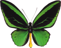 Mariposa PNG