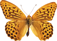 tiger butterfly PNG