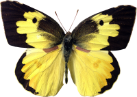 Butterfly yellow PNG