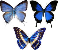 blue butterflies PNG