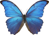 Синяя бабочка PNG фото