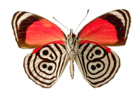 Butterfly PNG image, free picture download