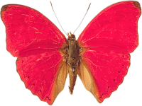 Розовая бабочка PNG фото