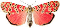 Бабочка PNG фото