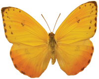 Желтая бабочка PNG фото