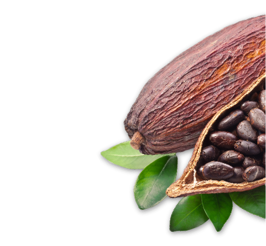 Cacao PNG image free Download