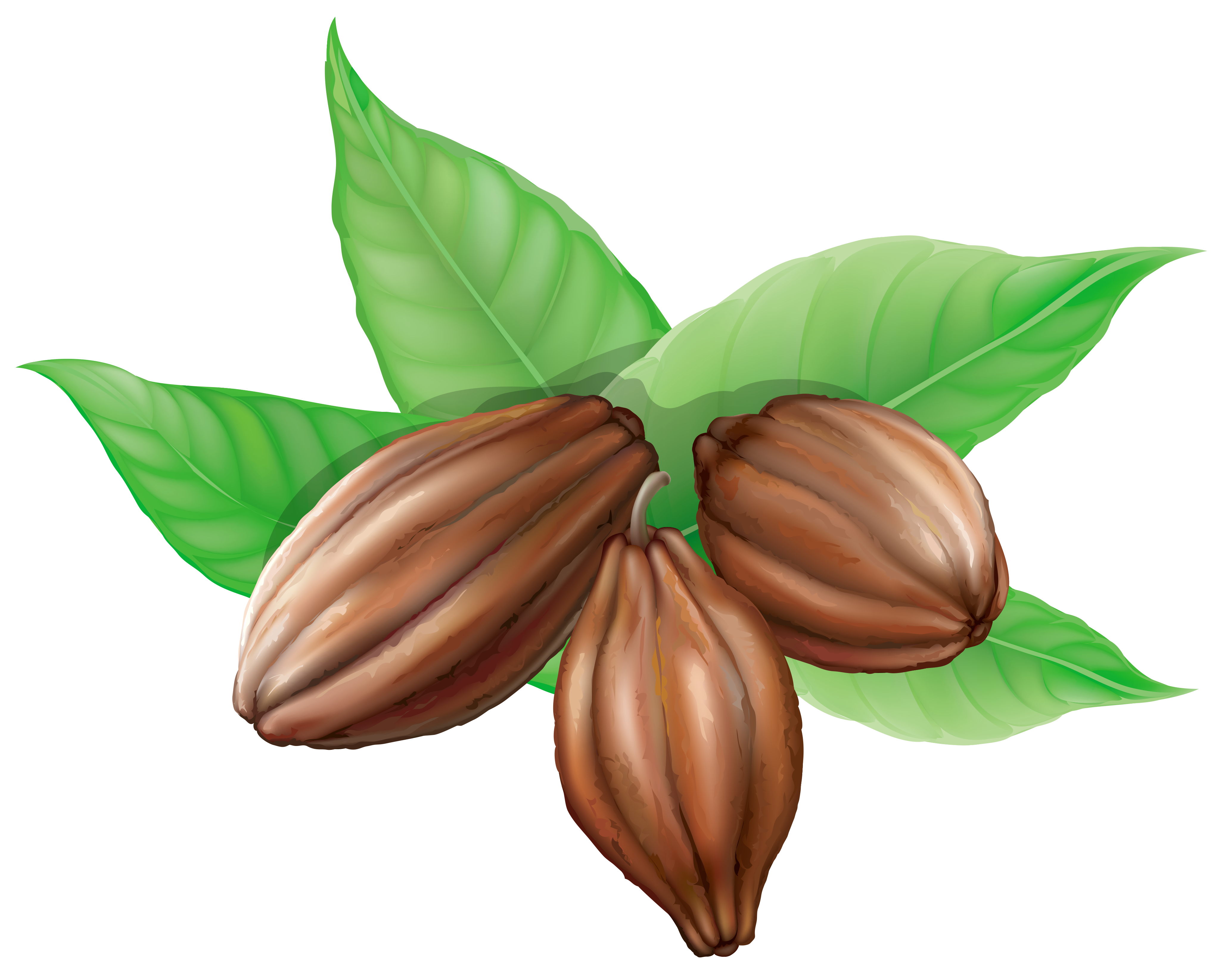 cacao