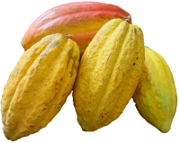 Cacao PNG
