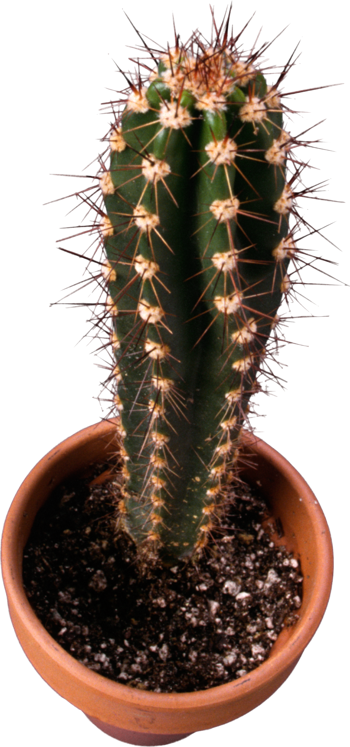 Imagen PNG de cactus