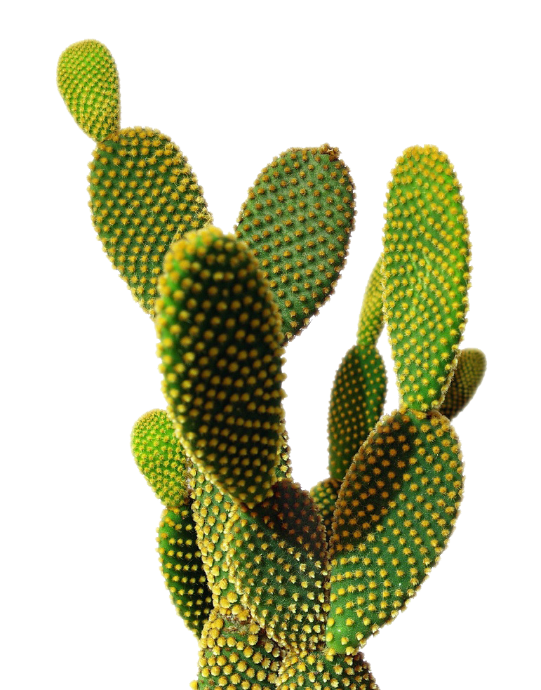 Cactus PNG image