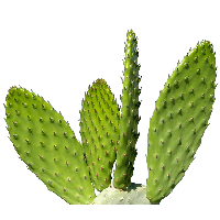 Imagen PNG de cactus