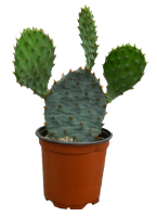Imagen PNG de cactus