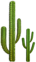Cactus PNG image