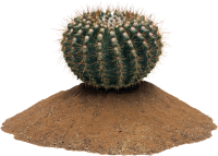 Imagen PNG de cactus