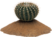 Cactus PNGs for Free Download