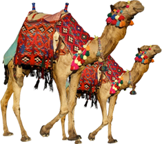 Camel PNG images