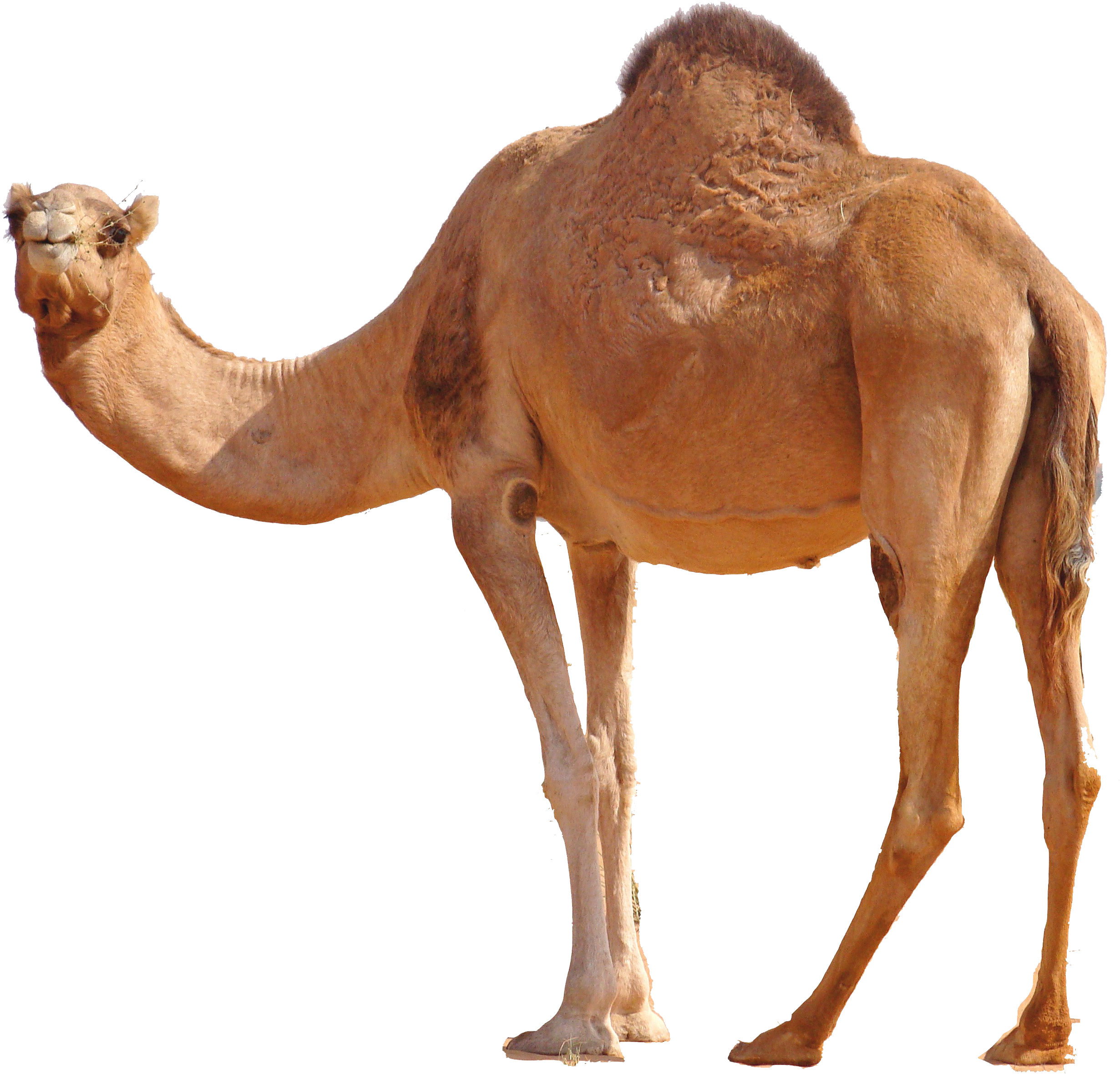 camel