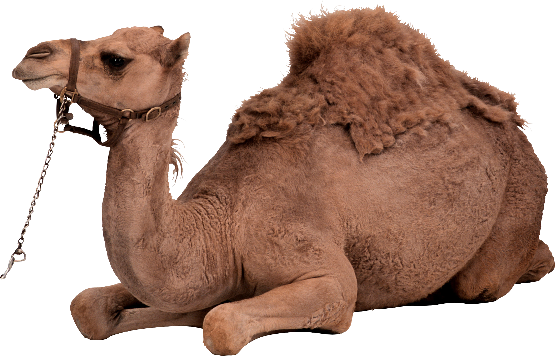 Camel PNG image