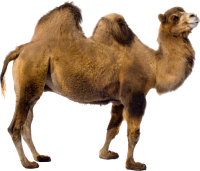Camel PNG