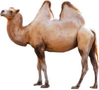 верблюд PNG фото