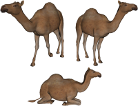 верблюды PNG фото