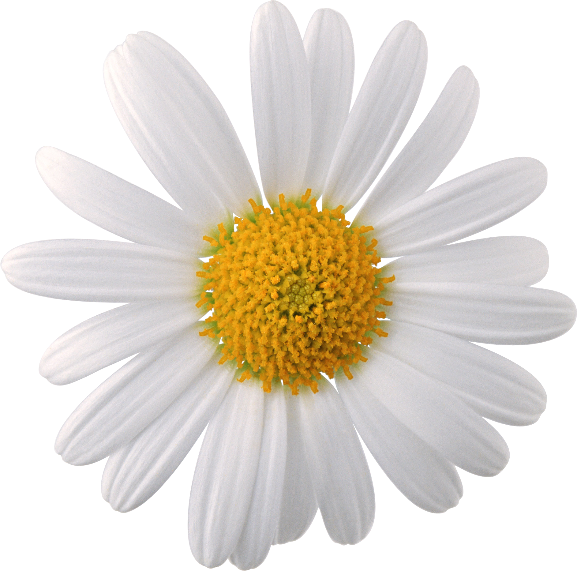 Foto de flores de camomila PNG