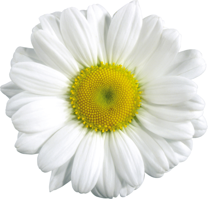 Camomile PNG image, free flower picture