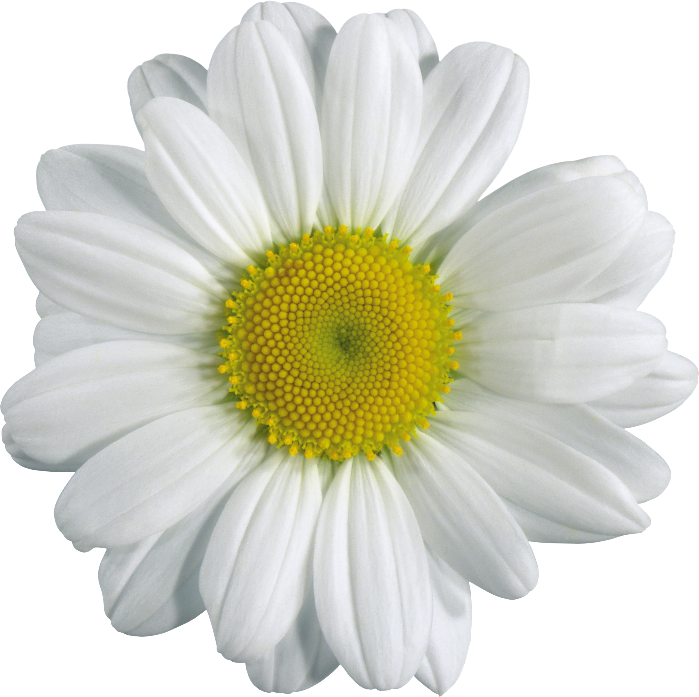 Chamomile PNG image, free picture flower download