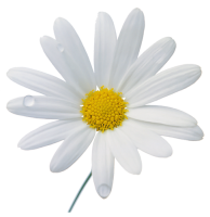 Ромашка цветок фото PNG
