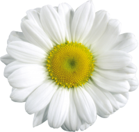 Ромашка цветок фото PNG
