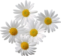 Camomiles PNG image, free flower picture