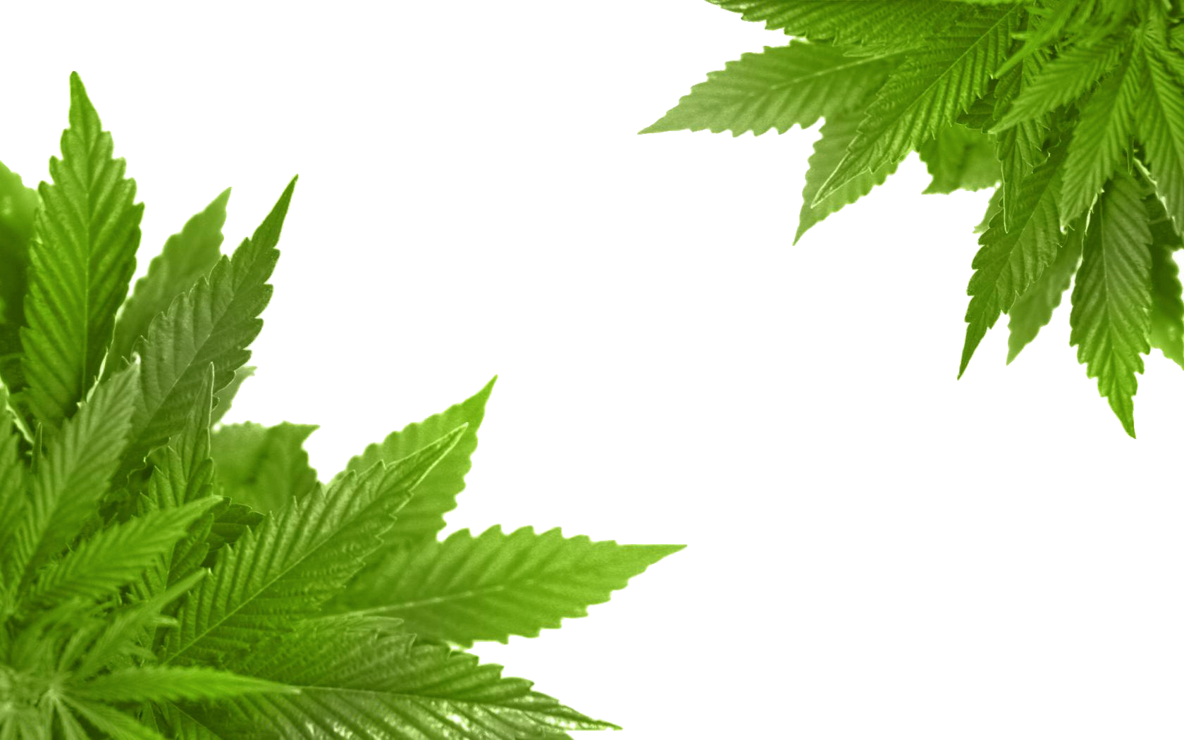 Cannabis PNG images free download