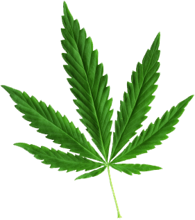 Cannabis PNG