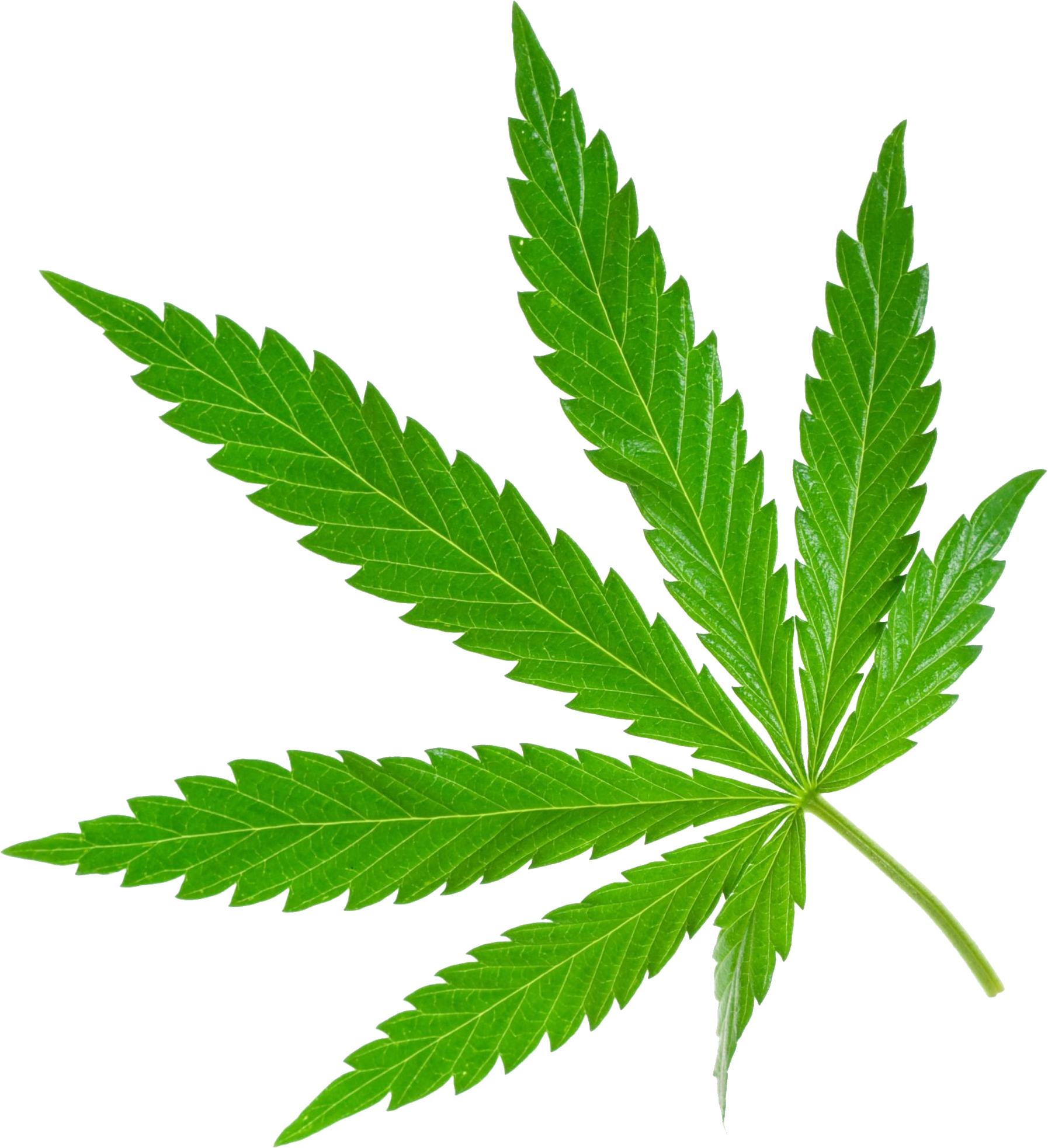 Marijuana Leaf Png