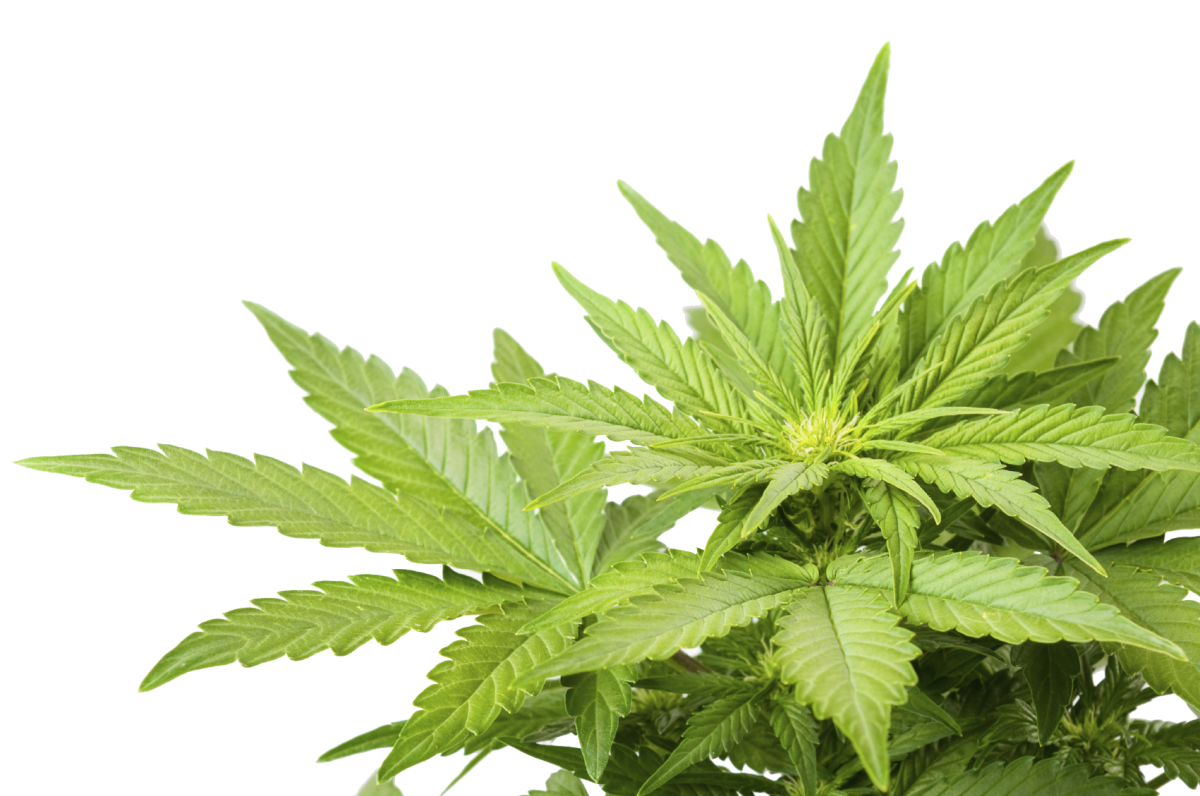 Клуб любителей марихуану sativa cannabis