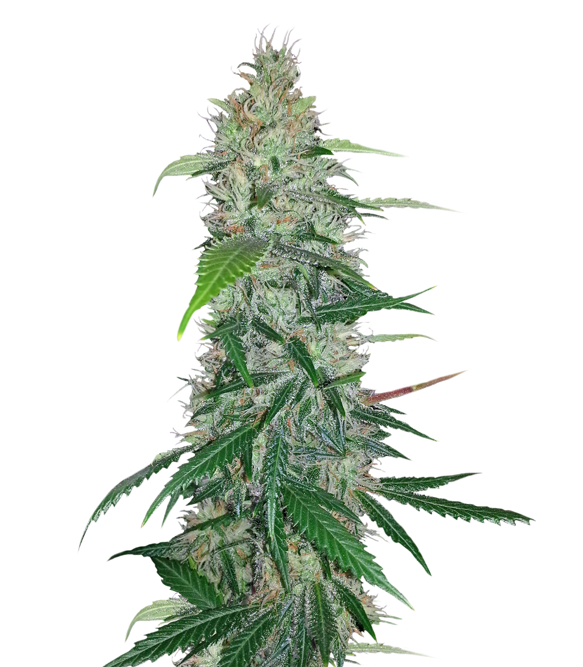 Cannabis PNG