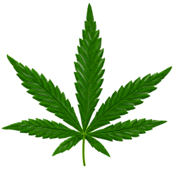 Cannabis PNG