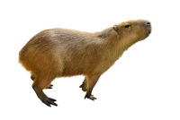 Capybara PNG
