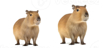 Capybara PNG