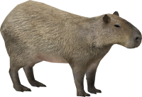 Capybara PNG picture