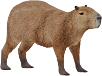 Capybara PNG