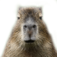 Capybara PNG image